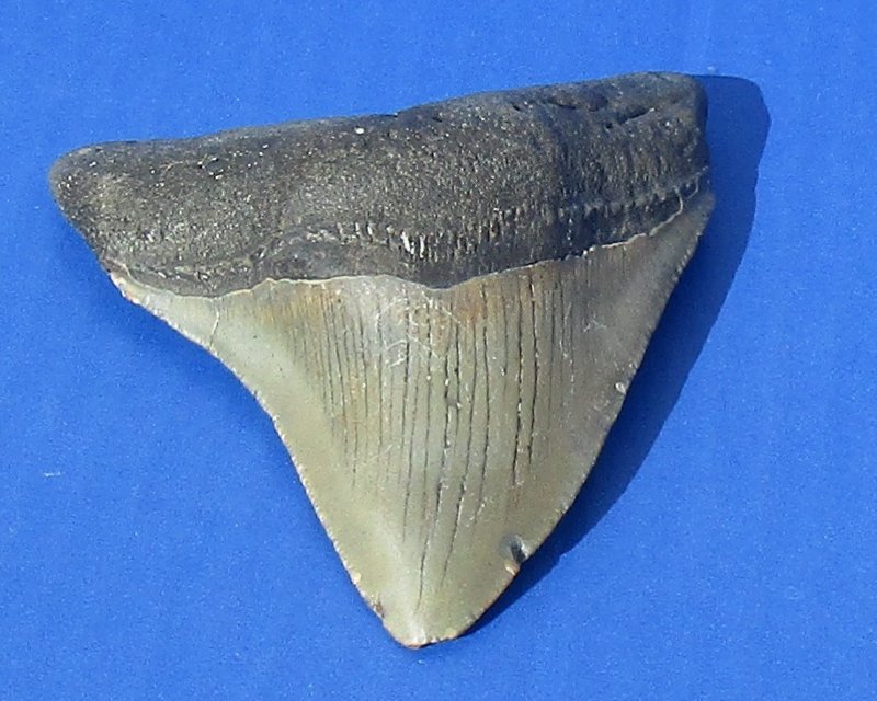 Real megalodon tooth for sale new arrivals