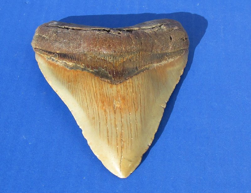 Buy best sale megalodon tooth