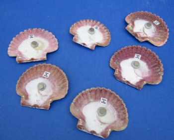 Mexican Flat Shell Magnets <font color=red> Wholesale</font> with Starfish, Tiny White Shells and Glitter - 100 @ .99 each