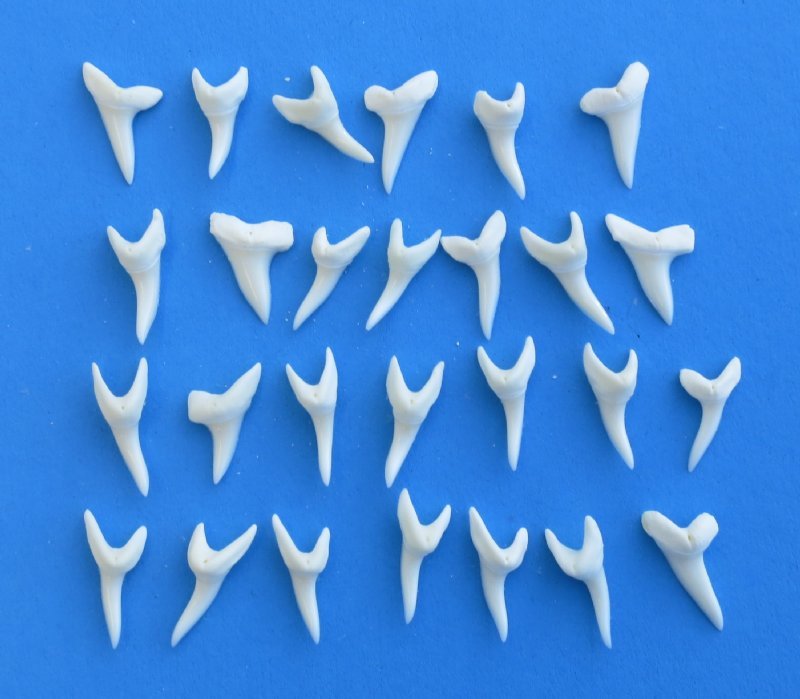 7/8 inch Modern Day Mako Shark Teeth for Sale in Bulk Bag of 50 for .66 ...