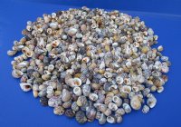 3/4 to 1-1/4 inches Bleeding Tooth Nerite Shells in Bulk - 1 Gallon (3 pounds) @ $25.99; 3 gallons @ $23.49 a gallon