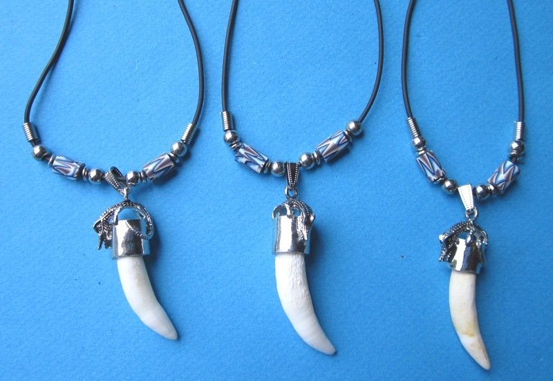 20 inches Authentic Alligator Tooth Necklace with 1-1/4 to 1-1/2 inches ...