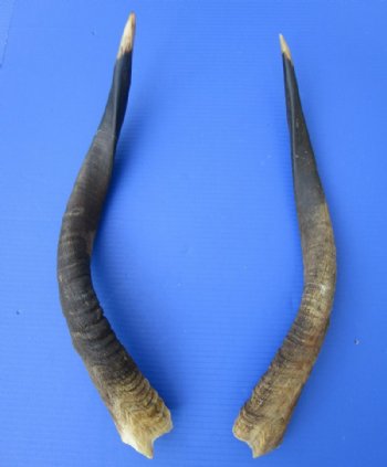 Nyala Horns