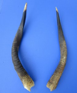 Nyala Horns