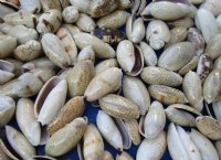 Mixed OIive Shells 1 to 1-1/2 inches - $7.20 a kilo; 3 kilos @ $6.40 a kilo 