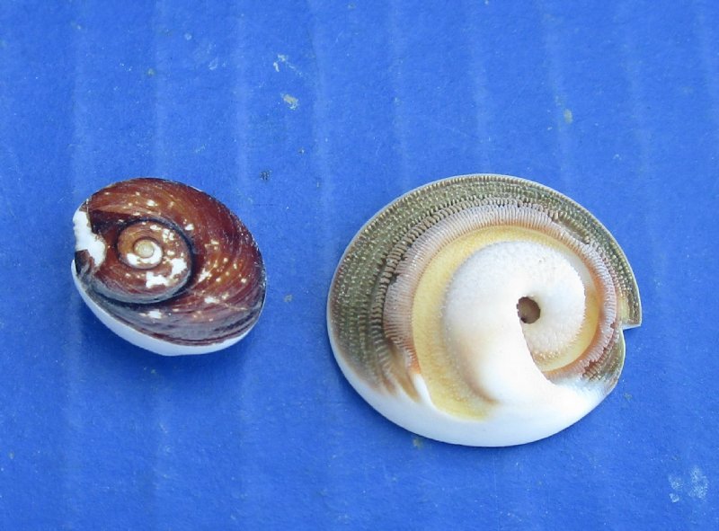 Under 1 inch Tiny Ramshorn Snail Operculum Shells Wholesale for shell art