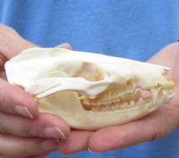 Opossum Skull, Possum Skull 3 to 5-1/2 inches - $47.99 each 