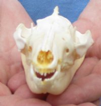 Opossum Skull, Possum Skull 3 to 5-1/2 inches - $47.99 each 