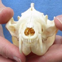 Opossum Skull, Possum Skull 3 to 5-1/2 inches - $47.99 each 