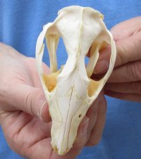 Opossum Skull, Possum Skull 3 to 5-1/2 inches - $47.99 each 