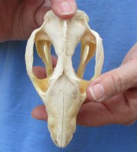 Opossum Skull, Possum Skull 3 to 5-1/2 inches - $47.99 each 