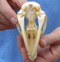 Opossum Skull, Possum Skull 3 to 5-1/2 inches - $47.99 each 