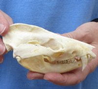 Opossum Skull, Possum Skull 3 to 5-1/2 inches - $47.99 each 