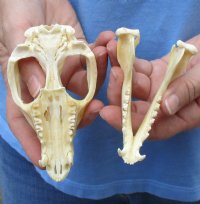 Opossum Skull, Possum Skull 3 to 5-1/2 inches - $47.99 each 