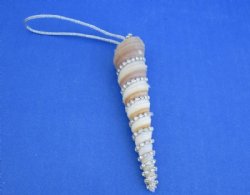 Turritella Shell wi...