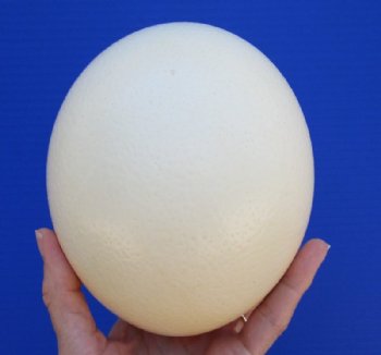 Empty Ostrich Eggshells <font color=red> Wholesale</font> - Case of 24 @ $12.50 each; 4 or more cases @ $11.50 each