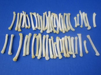 1/2 to 3 inches North American Bobcat Foot Bones <Font color=red> Wholesale</font> for Crafts, Bobcat Paw Bones in Bulk - 150 @ .67 each