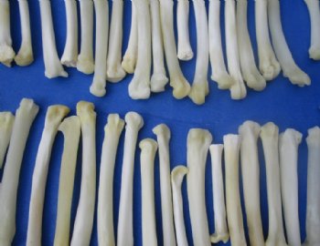 1/2 to 3 inches North American Bobcat Foot Bones <Font color=red> Wholesale</font> for Crafts, Bobcat Paw Bones in Bulk - 150 @ .67 each