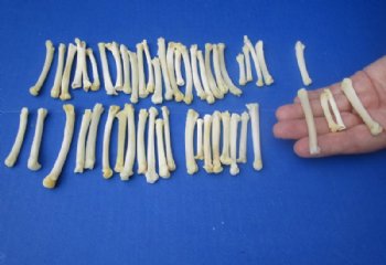 1/2 to 3 inches North American Bobcat Foot Bones <Font color=red> Wholesale</font> for Crafts, Bobcat Paw Bones in Bulk - 150 @ .67 each