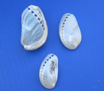 2.2 pounds Pearl Donkey Ear Abalone Shells 1 to 3-1/2 inches - $30.99 a bag