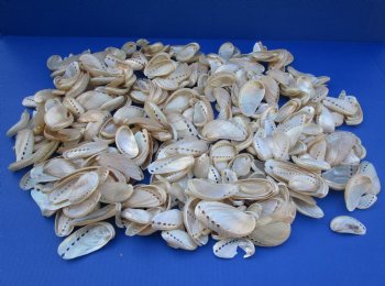 2.2 pounds Pearl Donkey Ear Abalone Shells 1 to 3-1/2 inches - $30.99 a bag