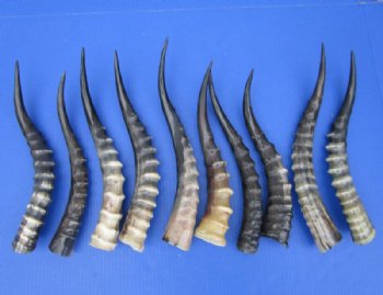 Blesbok Horn <font color=red>Polished</font> 10 to 16 inches - $21.50 each