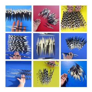 African Porcupine Quills  African Crested Porcupine Quills