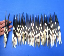 Thick Porcupine Quills