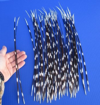 Porcupine Quills - Standard and Thin