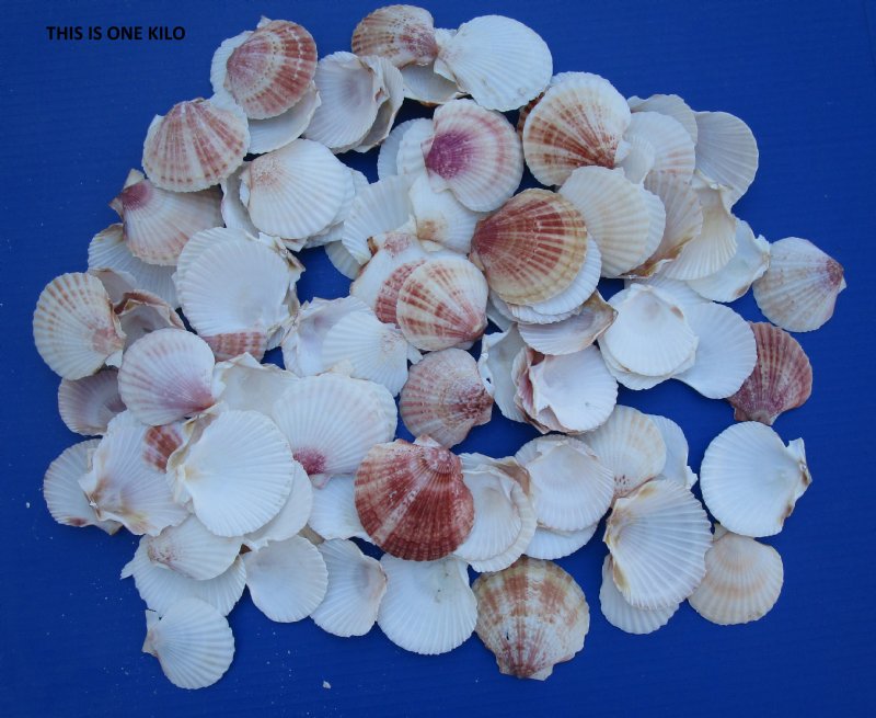 Bulk Aequipecten Opercularis Scallop Shells For Sale In Bulk Case Of 16 ...