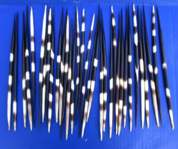 10 to 11 inches Long Thick African Crested Porcupine Quills <font color=red> Wholesale</font> - 100 @ $1.30 each