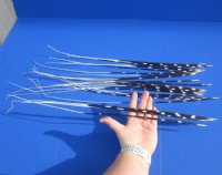 15 to 18 inches Extra Long African Porcupine Quills - 50 @ $.98 each;