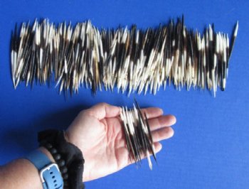 2 to 3 inches Small African Porcupine Quills, Grade B, Semi-Cleaned - 300 @ <font color=red> .2333 each</font> each