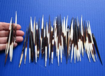 3 to 3-7/8 inches Semi-Cleaned Thick Small African Porcupine Quills, Grade B <font color=red> Wholesale</font> 300 @ .30 each