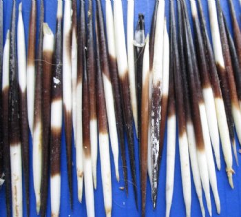 3 to 3-7/8 inches Semi-Cleaned Thick Small African Porcupine Quills, Grade B <font color=red> Wholesale</font> 300 @ .30 each