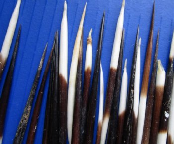 3 to 3-7/8 inches Semi-Cleaned Thick Small African Porcupine Quills, Grade B <font color=red> Wholesale</font> 300 @ .30 each