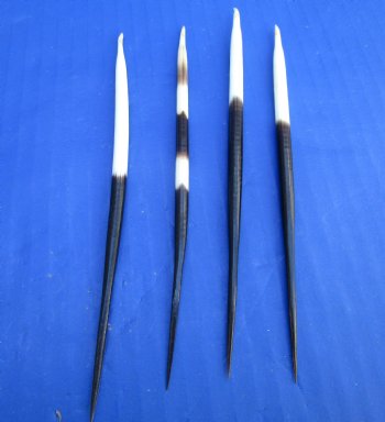 5 to 6-7/8 inches Thick African Crested Porcupine Quills <font color=red> Wholesale</font>   - 150 @ .75 each