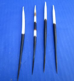 5 to 6-7/8 inches Thick African Crested Porcupine Quills <font color=red> Wholesale</font>   - 150 @ .75 each