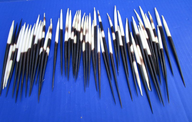 African Porcupine Quill: B-Grade Thick: Small (3-5)