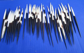 5 inches Thick African Porcupine Quills - 50 @ $1.00 each <font color=red> Wholesale</font> 150 @ .80 each