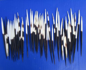 5 inches Thick African Porcupine Quills - 50 @ $1.00 each <font color=red> Wholesale</font> 150 @ .80 each