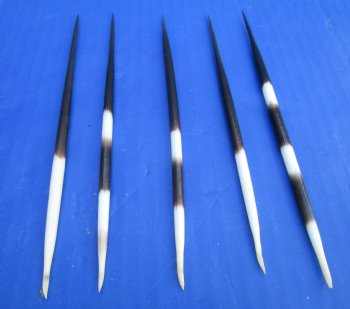 6 to 8 inches Thick African Porcupine Quills  - 50 @ $1.43 each