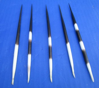 6 to 7-7/8 inches Thick African Porcupine Quills  <font color=red>Wholesale </font> - 200 @ .95 each