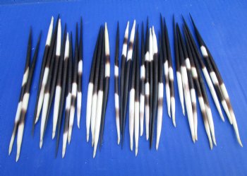 6 to 8 inches Thick African Porcupine Quills  - 50 @ $1.43 each