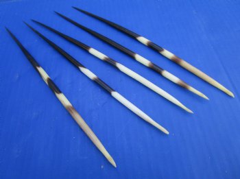 8 to 9 inches Thick African Crested Porcupine Quills <font color=red</font>Wholesale</font> - 100 @ $1.20 each