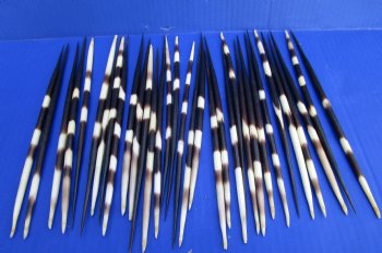 8 to 9 inches Thick African Crested Porcupine Quills <font color=red</font>Wholesale</font> - 100 @ $1.20 each