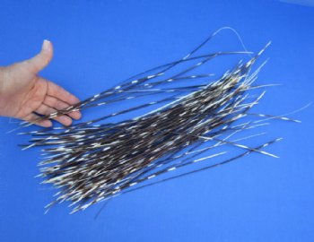 7 to 18 inches Very Thin African Porcupine Quills - 100 @ .48 each