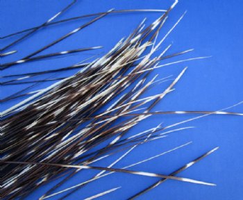 7 to 18 inches Very Thin African Porcupine Quills - 100 @ .48 each