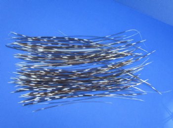 7 to 18 inches Very Thin African Porcupine Quills - 100 @ .48 each