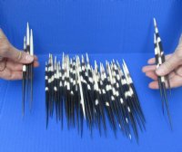 8 inches Thick African Porcupine Quills <font color=red> Wholesale</font> 100 @ $1.10 each